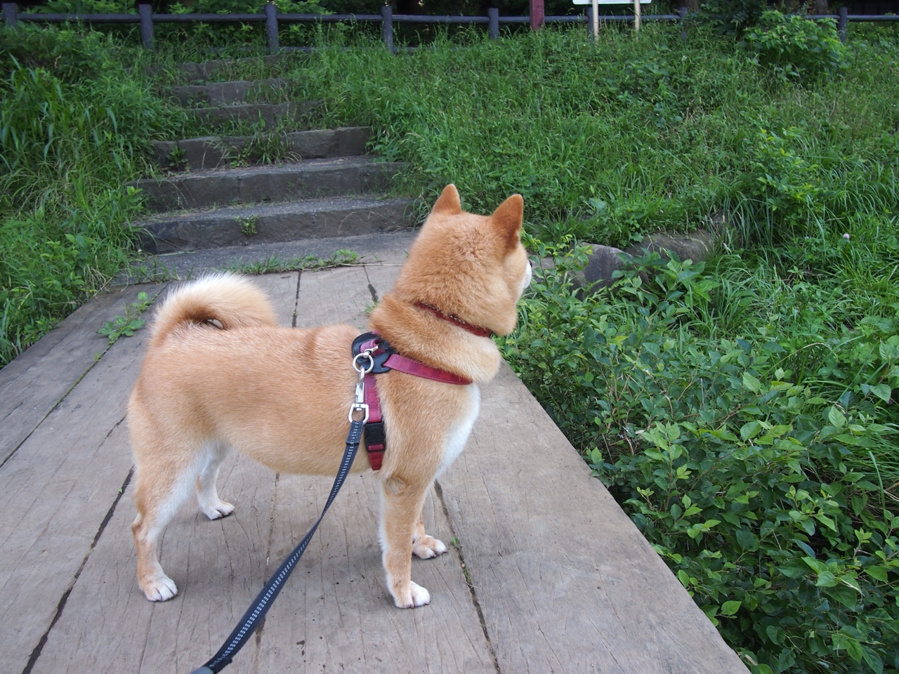 羽毛球场上的绝杀博弈，当丹麦的冰封利刃刺穿大马防线，印度的烈火已悄然焚天