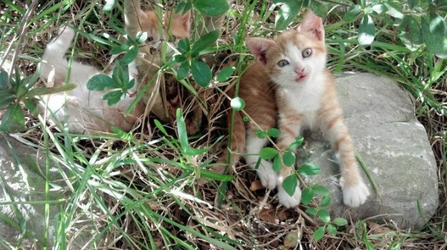 跨洋对决，深圳队横扫雷霆，布克独揽40分统治全场
