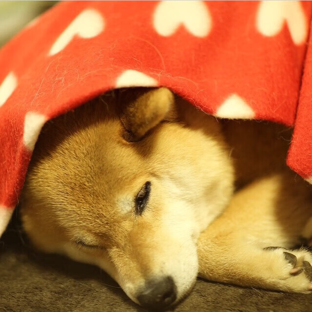 量子对决,当中国队险胜葡萄牙,奥恰洛夫在平行宇宙燃烧