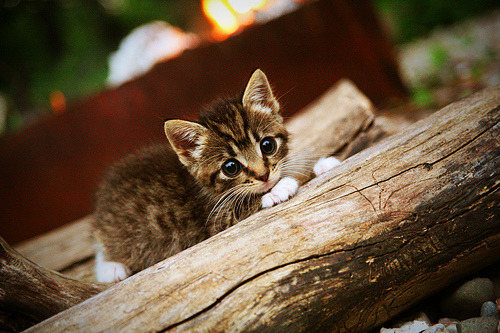 绿茵与球台的双重奏，绝杀时刻的艺术同构