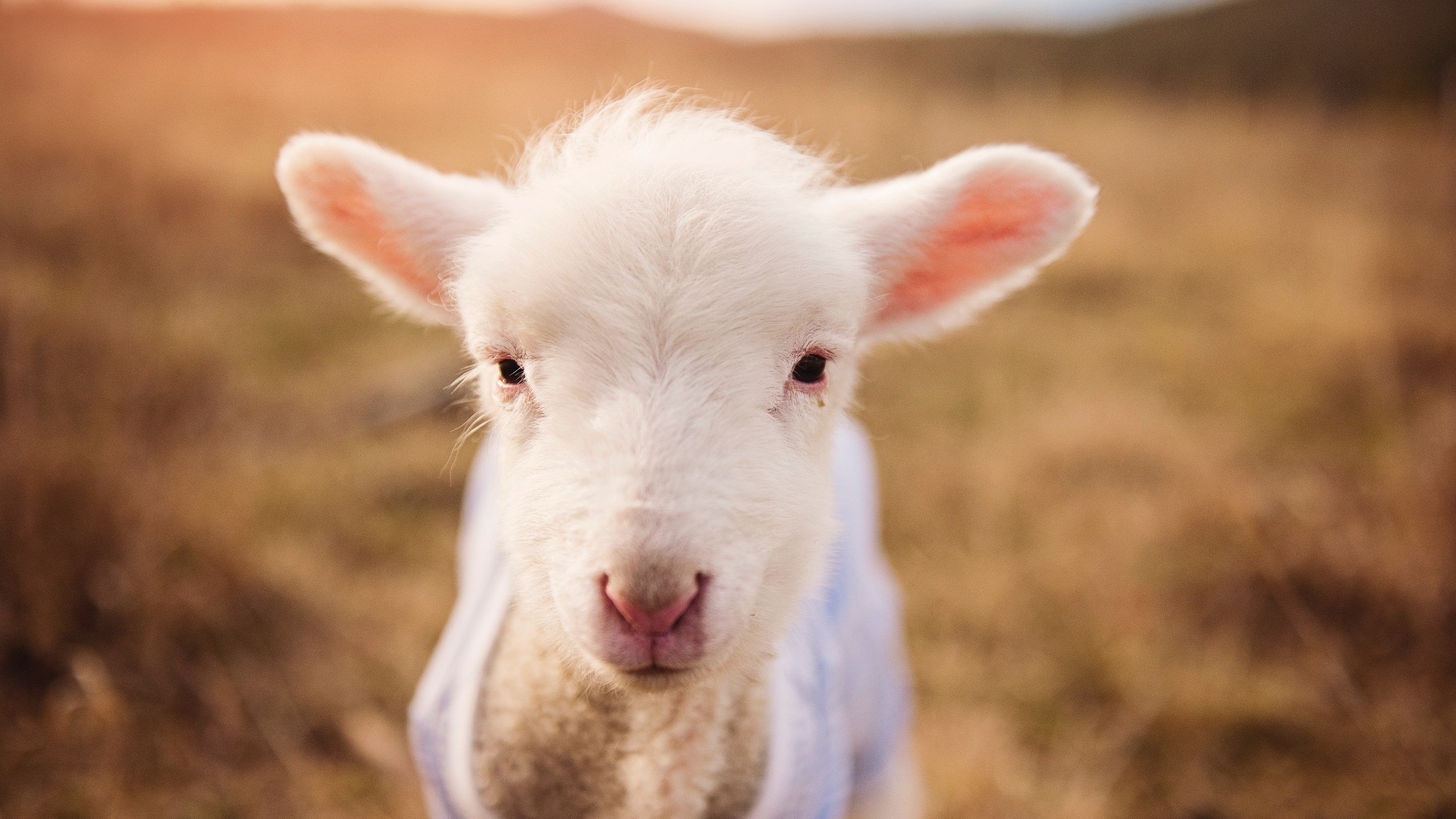 体育双响炮，法国队逆转韩国队，桃田贤斗刷新羽坛纪录