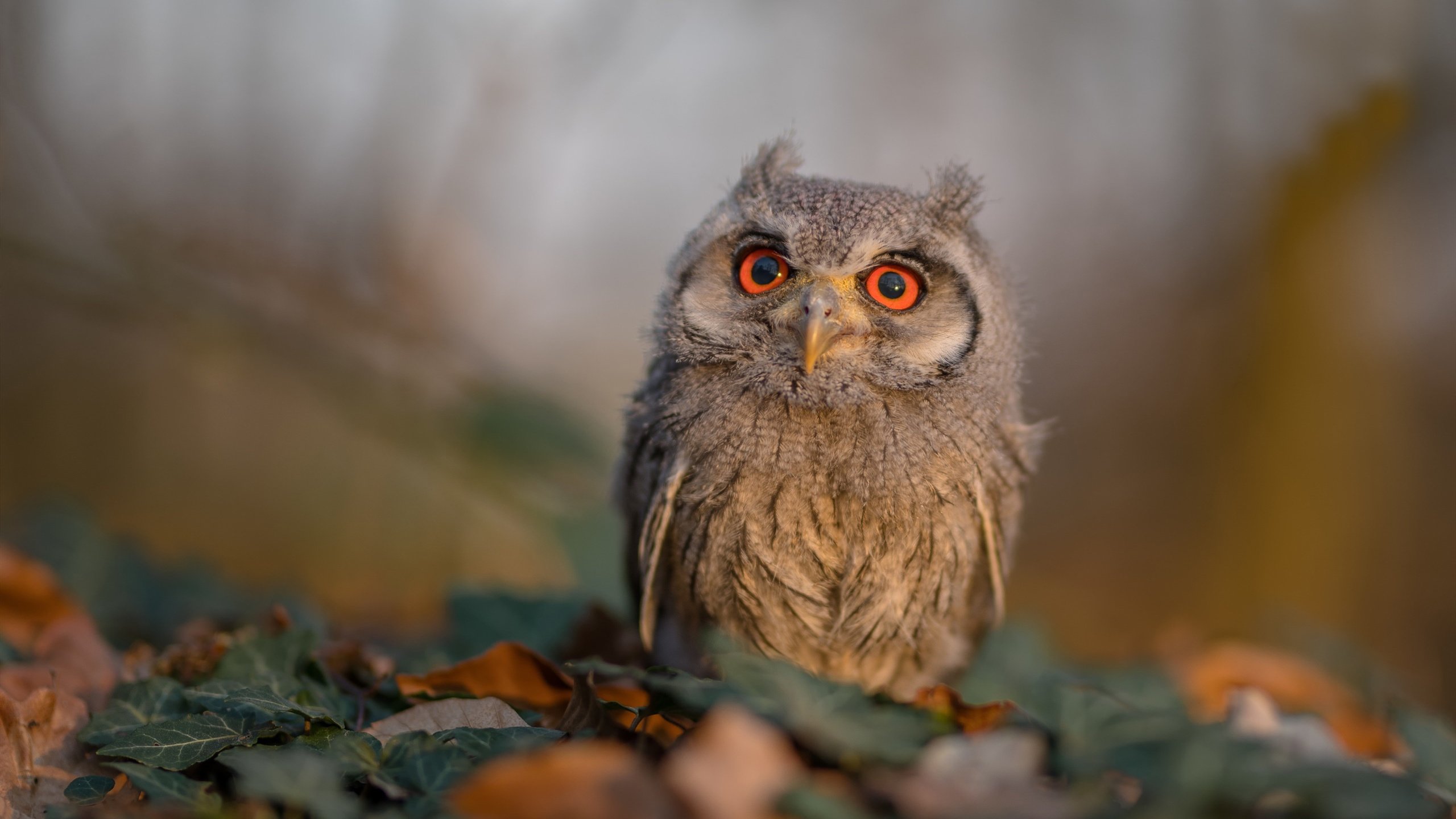 东方奇袭与拉丁魔法，罗德里戈如何将K联赛的硝烟化为意甲焦点战的权杖