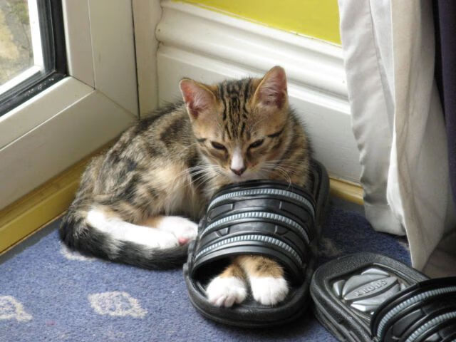 中美篮球智慧对决，辽宁队战术迷宫锁死爵士，贝恩奥运前夜上演孤胆英雄