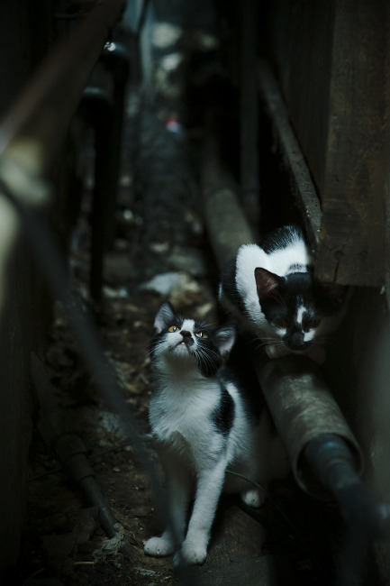 鹰击南海岸，詹姆斯绝境中化身关键先生，率老鹰冲垮热火