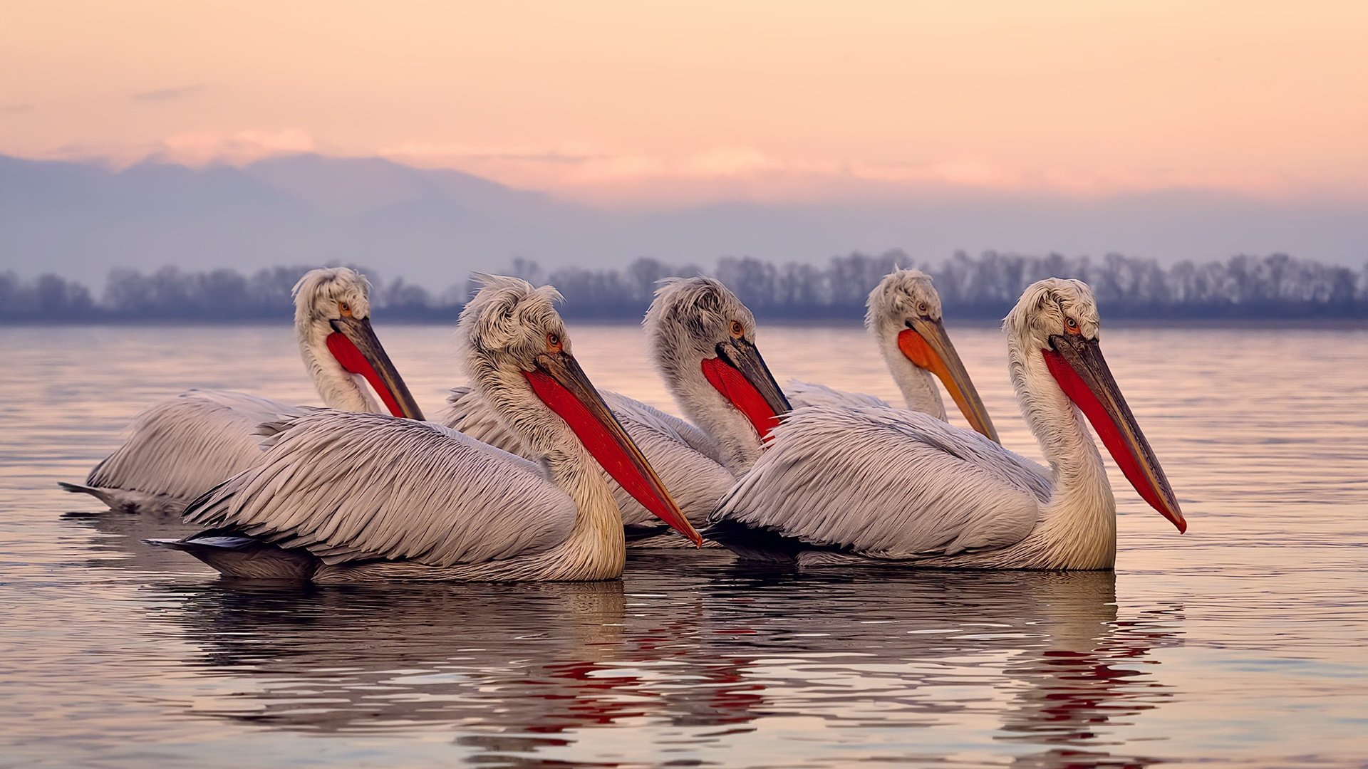 高卢洪流与孤独灯塔,当法国冲垮苏格兰,福登如何成为破局的关键先生