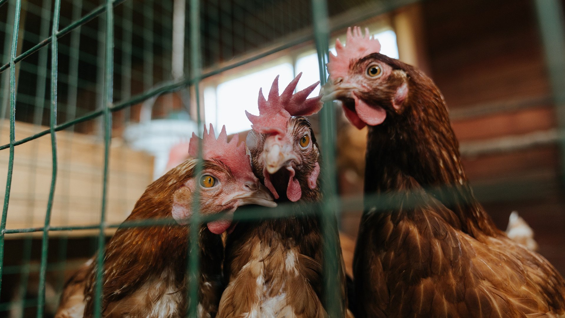 南美飓风席卷世预赛，英超巫师接管冠军之战—足球世界轴线正在倾斜？