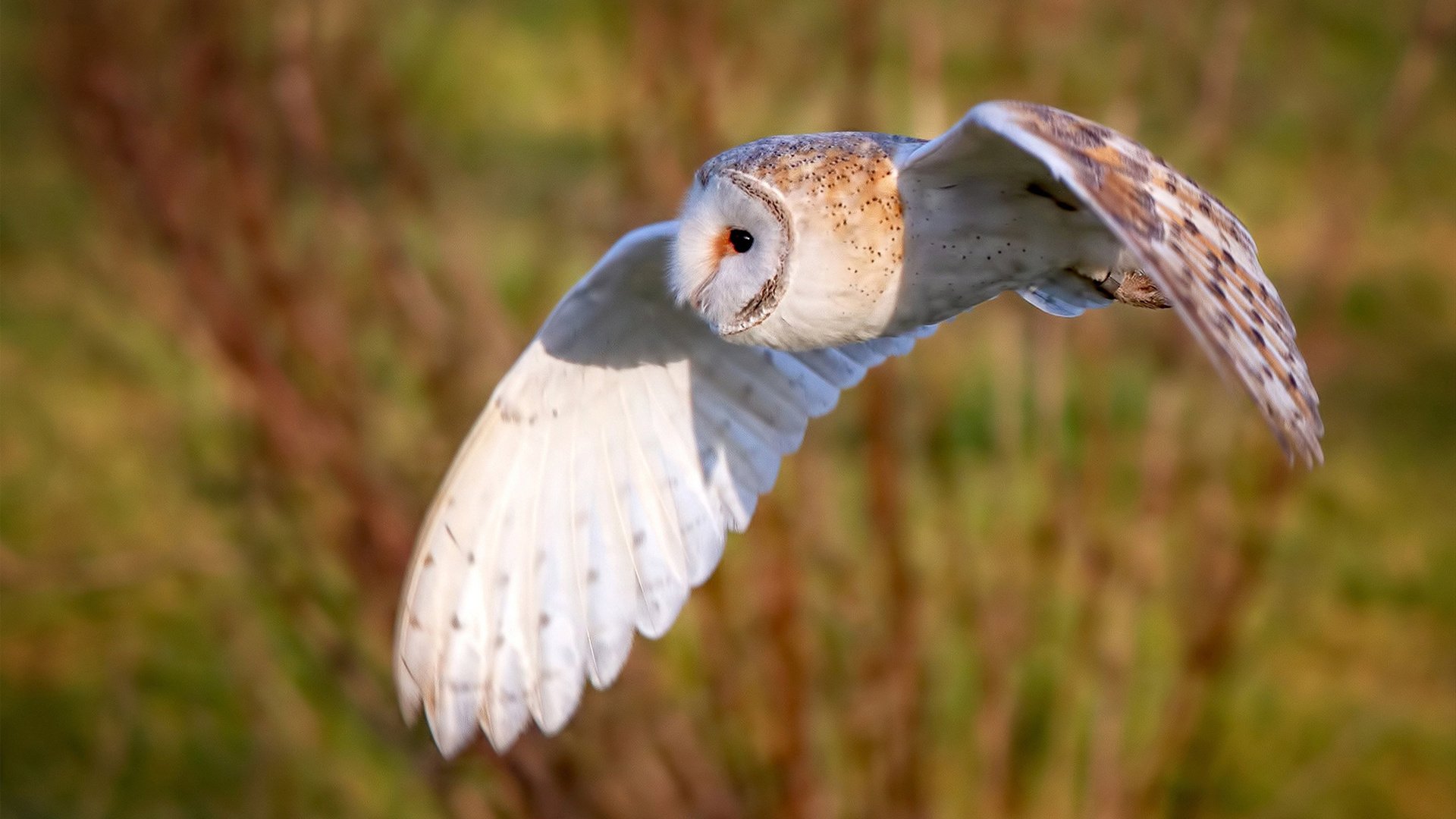 红牛基因与高原雄鹰的融合，厄瓜多尔的美加墨硬仗，与弗拉霍维奇的统治时刻
