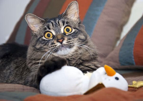 唯一的核心，戈麦斯引领皇家社会制霸苏格兰战场