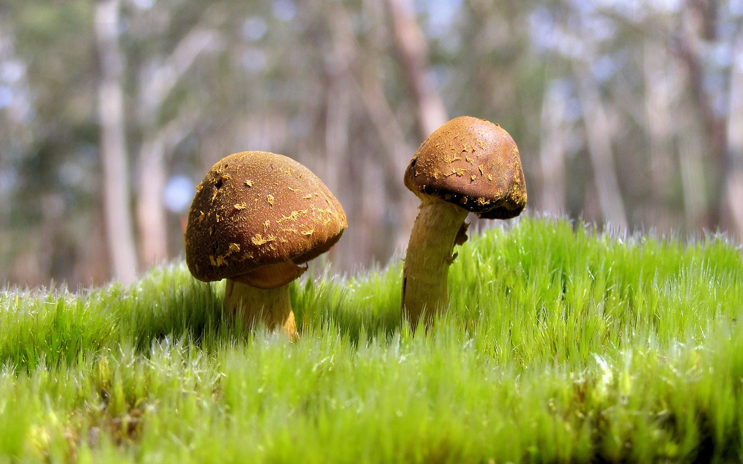 巴林赛道硝烟与奥兰多硬核对决,跨屏诠释何谓硬仗之王