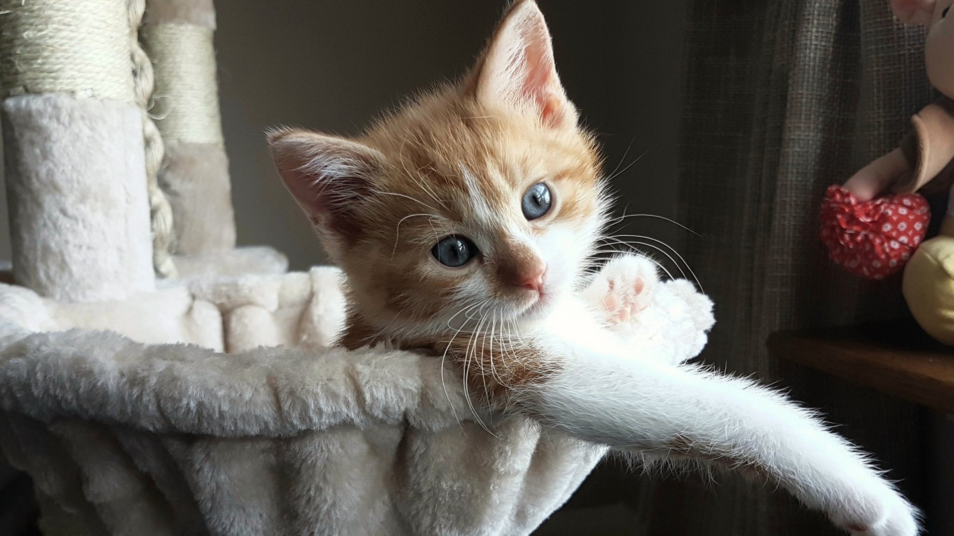 跨界对飙,老鹰强压辽宁队,锡安进攻端无人可挡的震撼表演赛