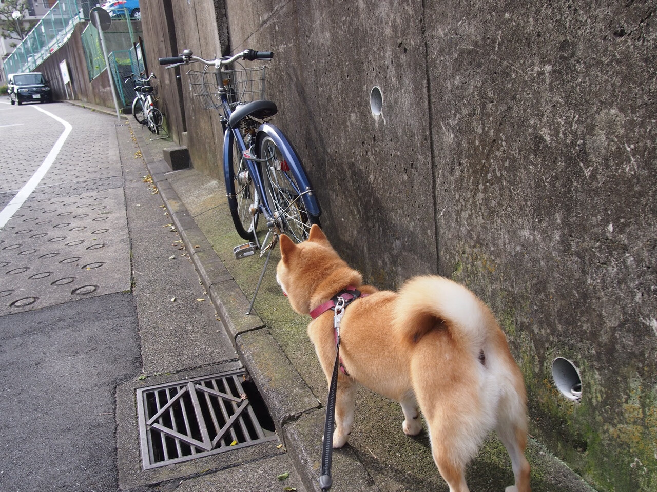双重荣耀!卡马文加全能数据引爆全场,阿尔及利亚友谊赛压哨绝杀毕尔巴鄂