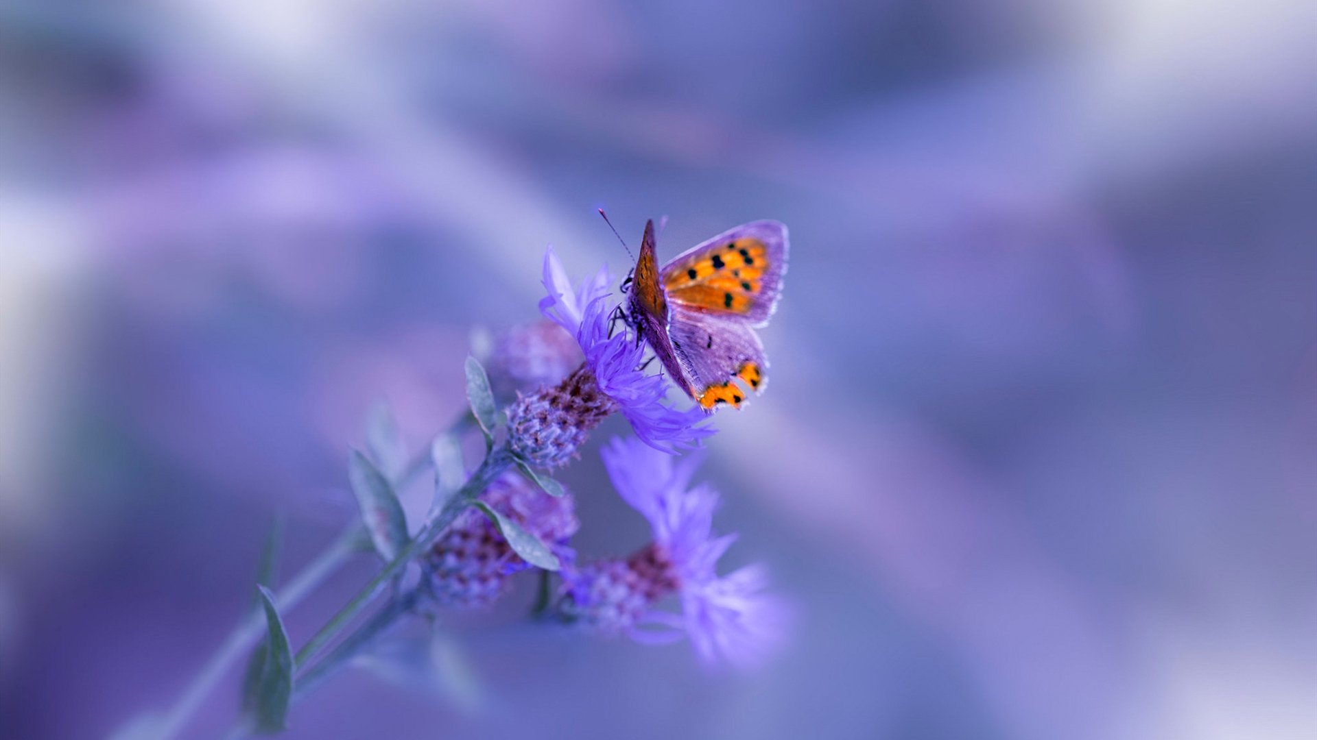 非洲雄狮怒吼诺坎普,几内亚友谊赛冲垮巴萨,奥利维耶改写剧本