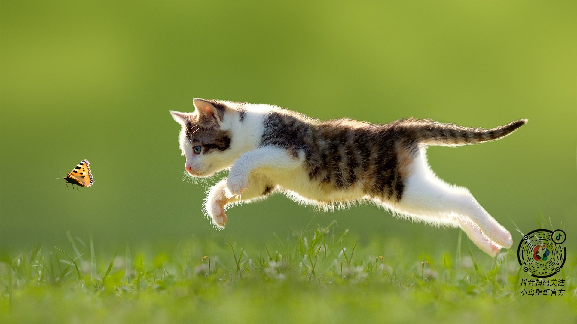 巨人轰然倒下，当阿尔及利亚的新王踩过尼日利亚的骄傲