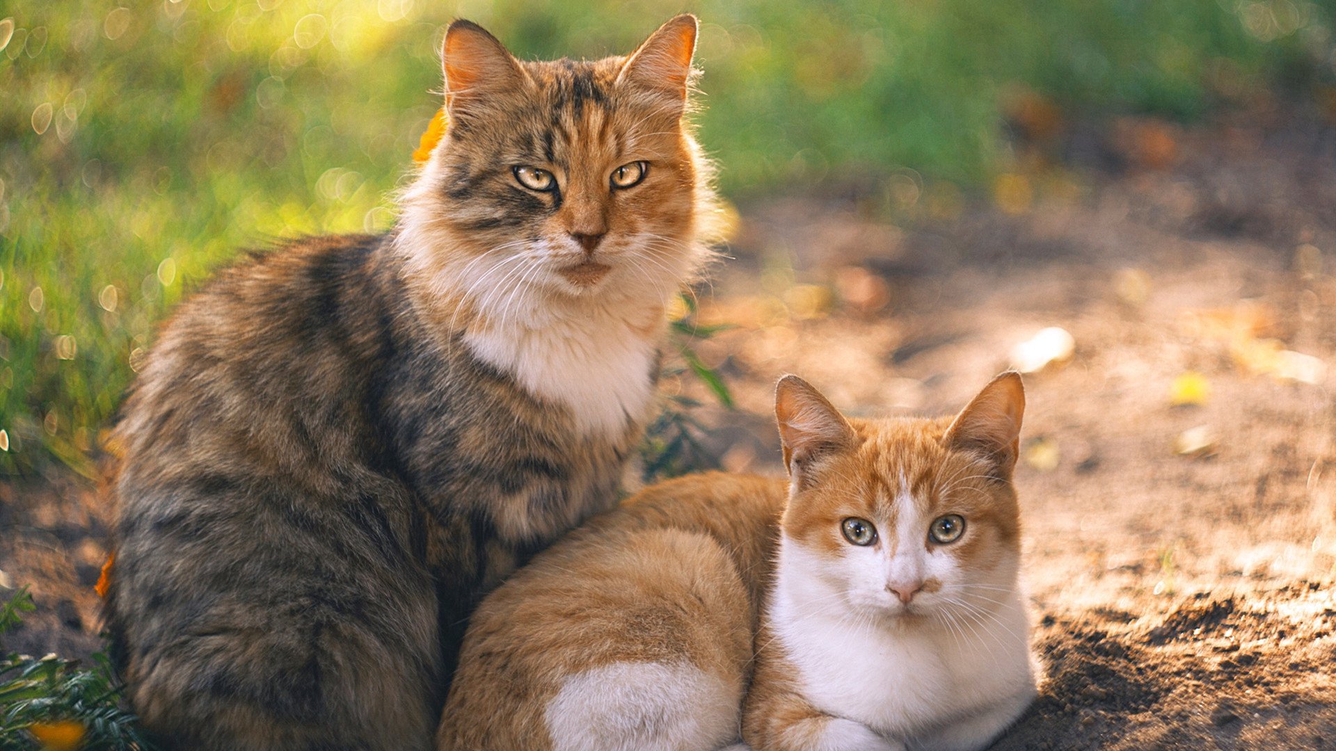 罗德里戈爆发闪耀欧洲足坛,奥地利火力全开压制多特蒙德—现代足球的进攻美学