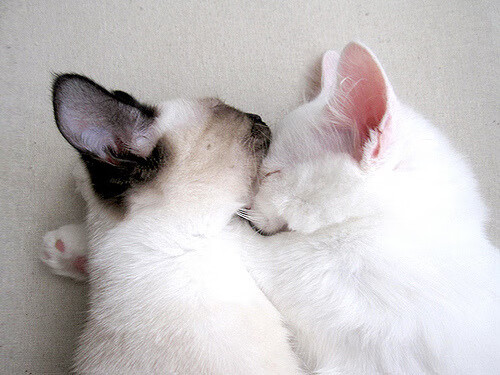 新王诞生!加拿大北境风暴席卷巴黎,改写世界杯格局