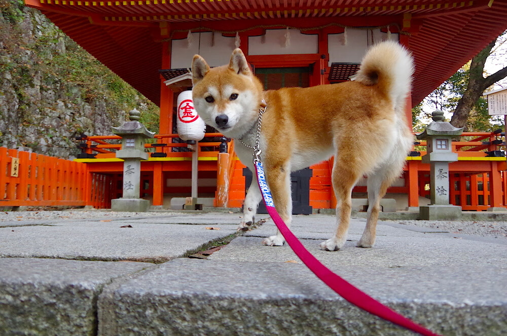 天壤狂澜,从奥林匹亚山到硬木地板的唯一性绽放