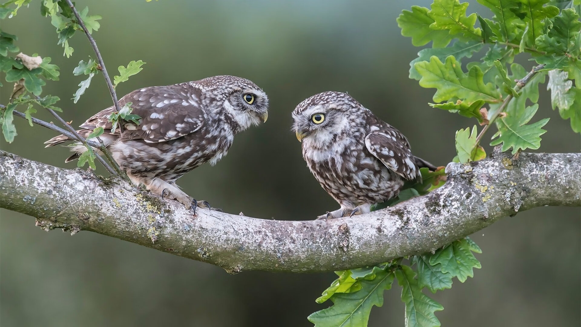 奥运烽火照天山,奇才翻盘铸就钢铁洪流
