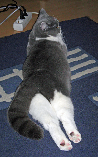 旭日东升,布伦森以关键先生之姿,助太阳拔城破晓