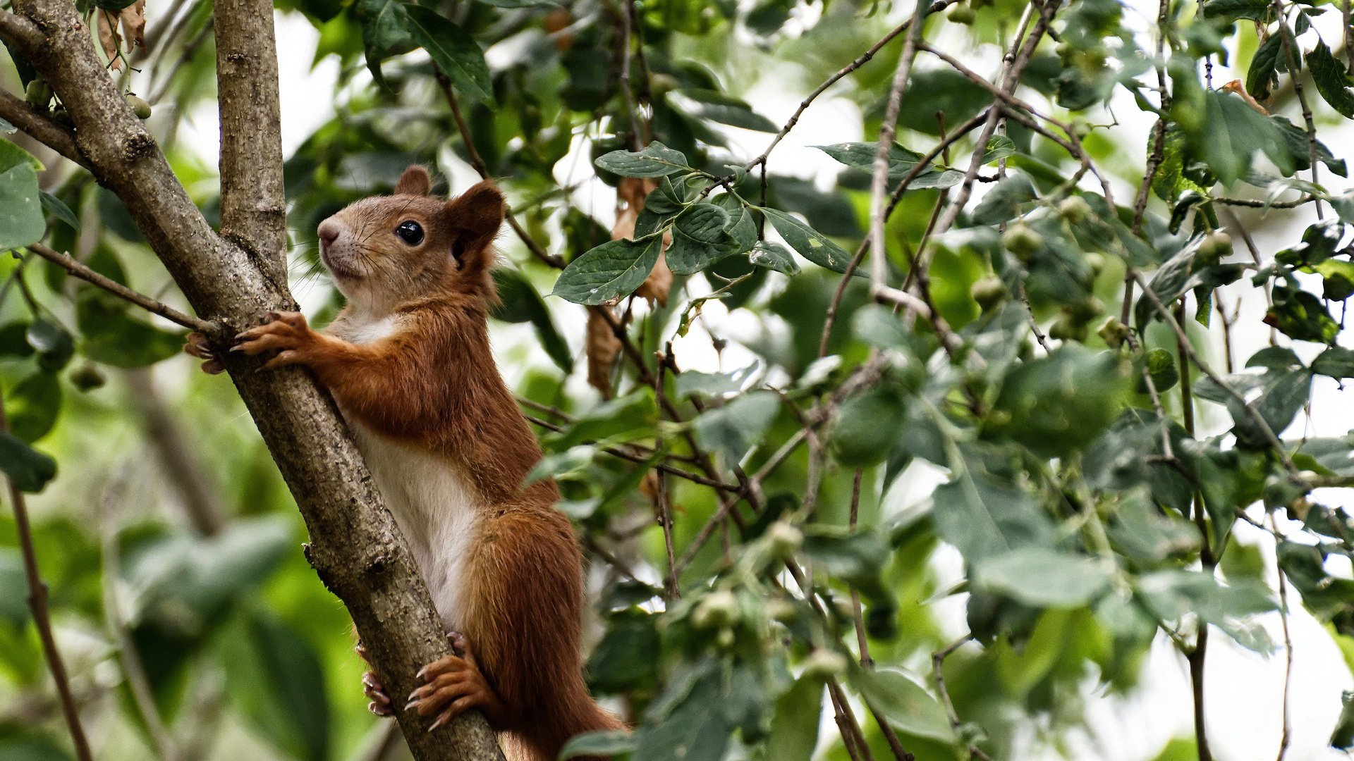 约基奇在F1赛道完成跨界控场,如同湖人稳稳拿下猛龙