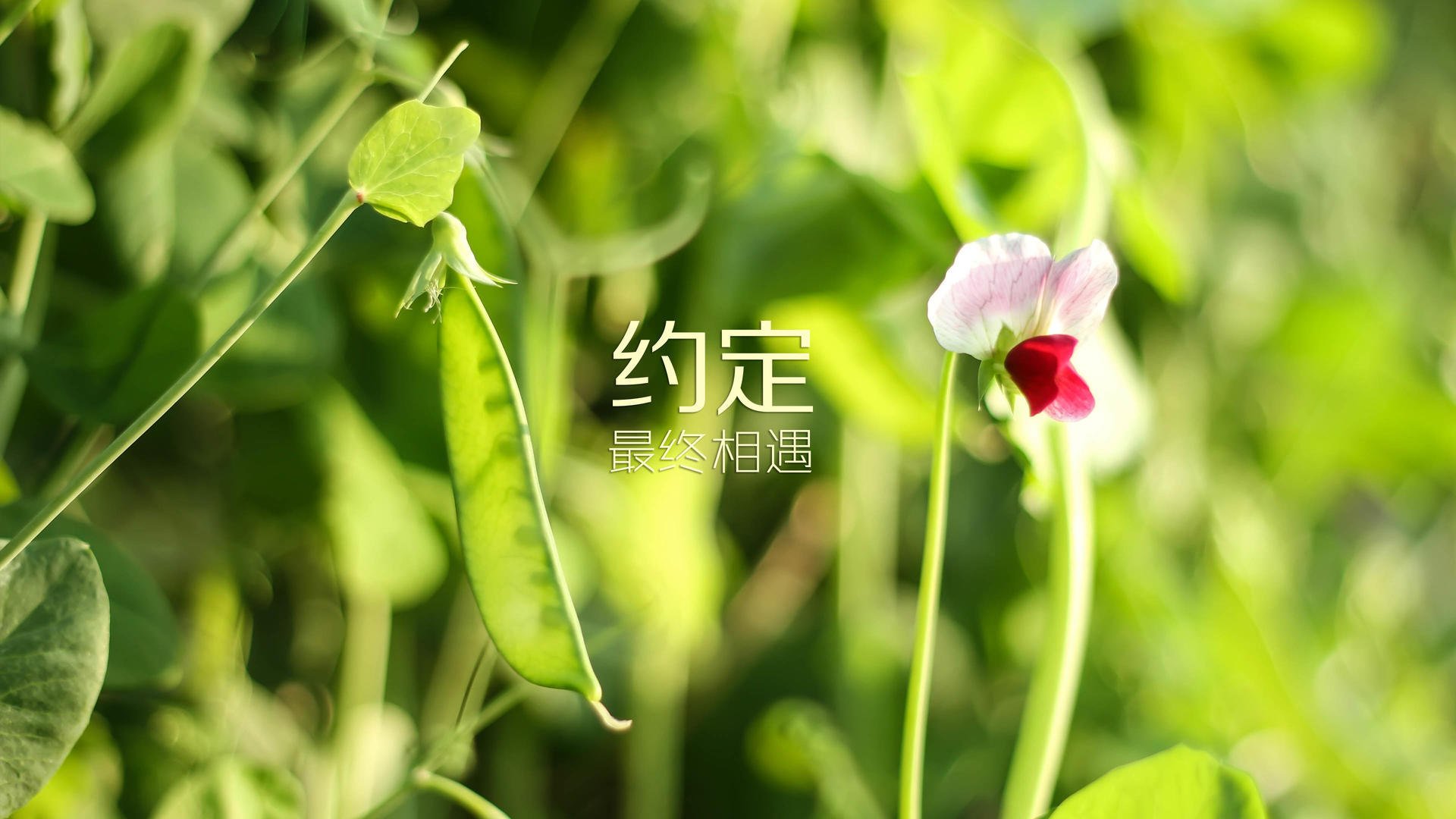 绝杀之夜，孤星闪耀，阿诺德导演2026世界杯B组最震撼剧本，伊朗绝杀波兰